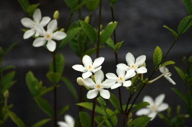 Bahçedeki beyaz çiçekler