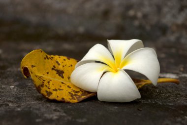 Beyaz frangipani ve wilt için yaprakları.