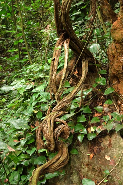 Escalera de mono lianas (Bauhinia sp.) en la selva tropical — Foto de Stock