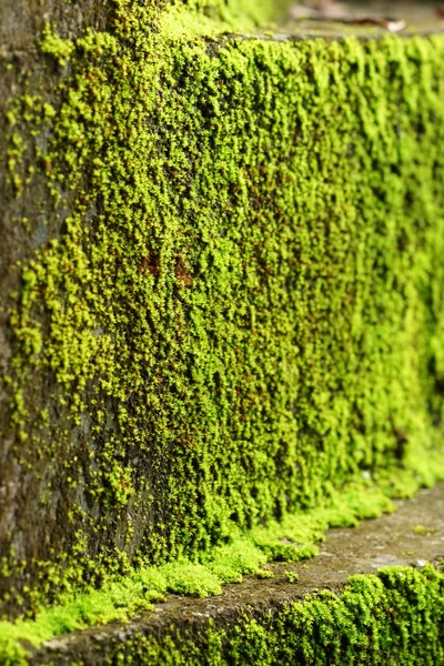 Зелений мох на старих сходах . — стокове фото