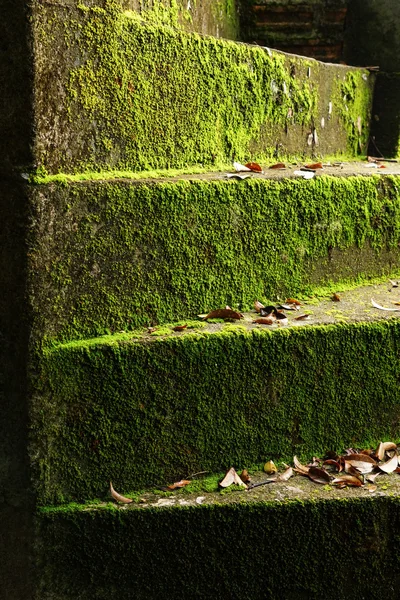 Musgo verde en las viejas escaleras . —  Fotos de Stock