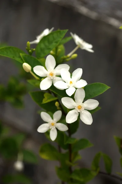 Flores blancas en un jardín — Foto de Stock