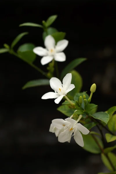 Bílé květy v zahradě — Stock fotografie