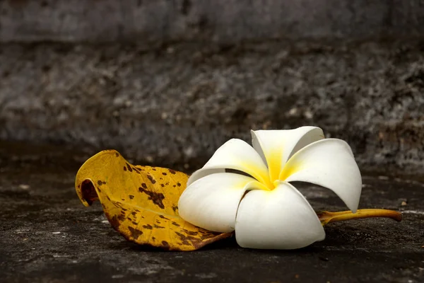 White Frangipani and leaves to wilt. — Stock Photo, Image