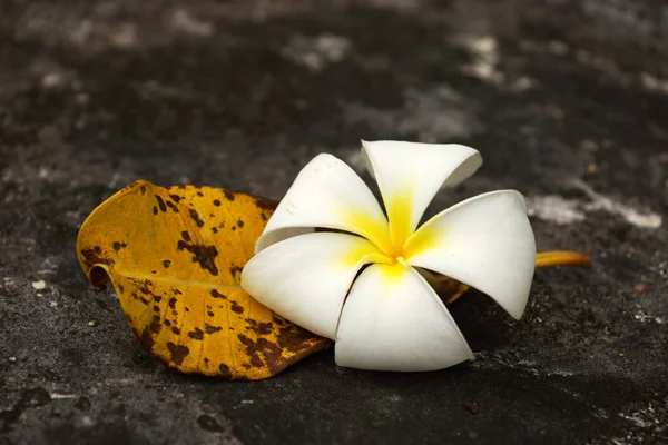 Weiße Frangipani und welke Blätter. — Stockfoto