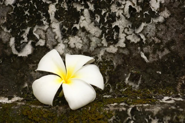 White Frangipani and leaves to wilt. — Stock Photo, Image