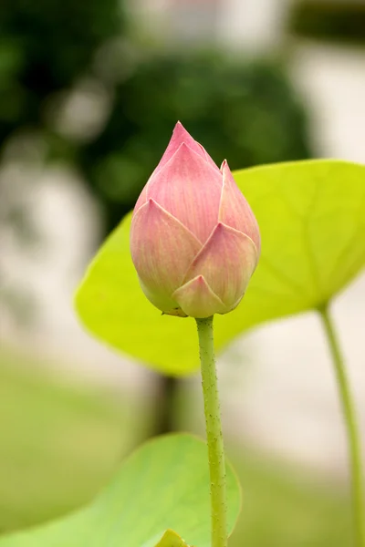 Bellissimo loto — Foto Stock