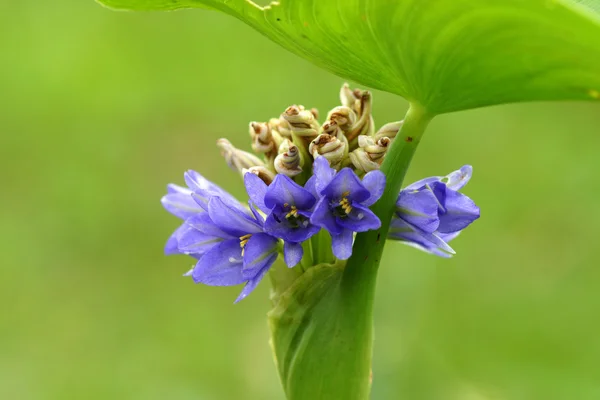 A monochoria arrowleaf falsepickerelweed lila virágok. — Stock Fotó