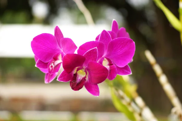 Orquídea rosa — Fotografia de Stock