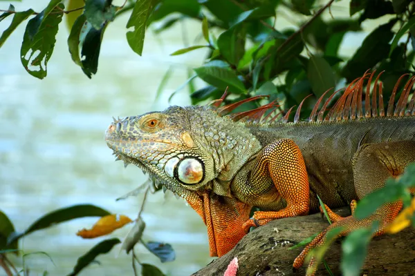 Makro portresi iguana kafasına vurdu. — Stok fotoğraf