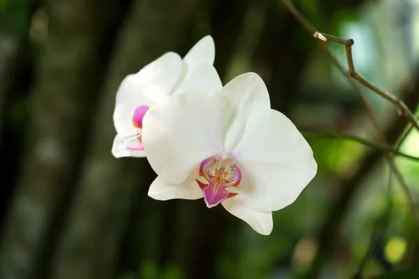 Orquídea branca bonita - phalaenopsis — Fotografia de Stock