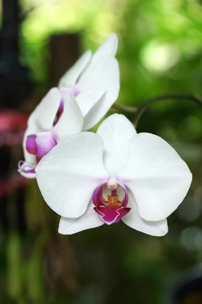 Orquídea branca bonita - phalaenopsis — Fotografia de Stock