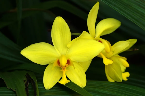 Orchidea di terra gialla — Foto Stock