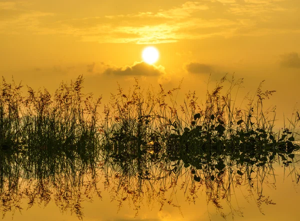 Hierba silvestre en contraluz puesta de sol — Foto de Stock