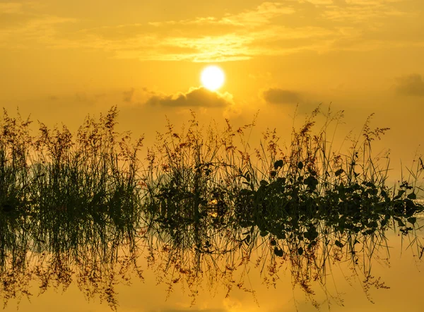 Wildes Gras im Gegenlicht des Sonnenuntergangs — Stockfoto