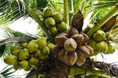 Hindistan cevizi ağacı