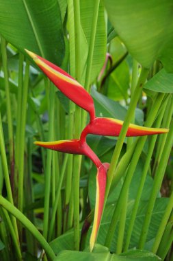 Güzel Heliconia çiçeği canlı renklerde çiçek açıyor.