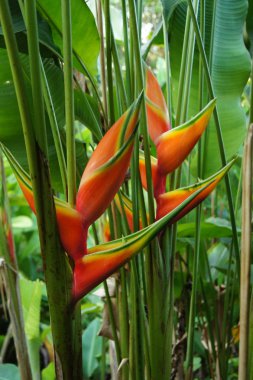 Güzel Heliconia çiçeği canlı renklerde çiçek açıyor.