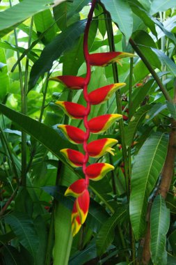 Güzel Heliconia çiçeği canlı renklerde çiçek açıyor.