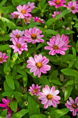 renkli Bahçe - zinnia çiçekler