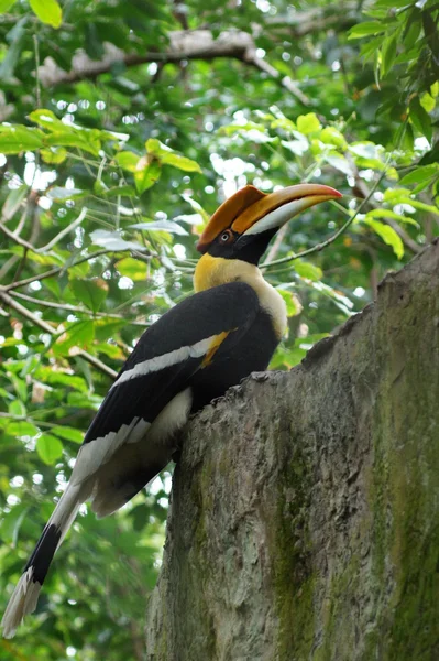 Grande Hornbill sentou-se em um poleiro — Fotografia de Stock