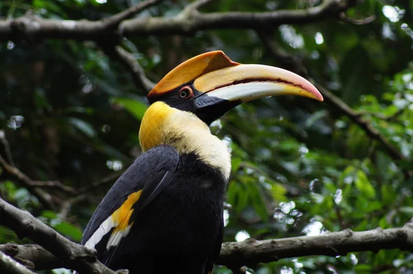 Grande Hornbill sentou-se em um poleiro — Fotografia de Stock