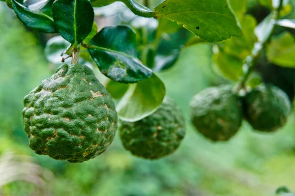 Thailändska växtbaserade citrus hystrix — Stockfoto