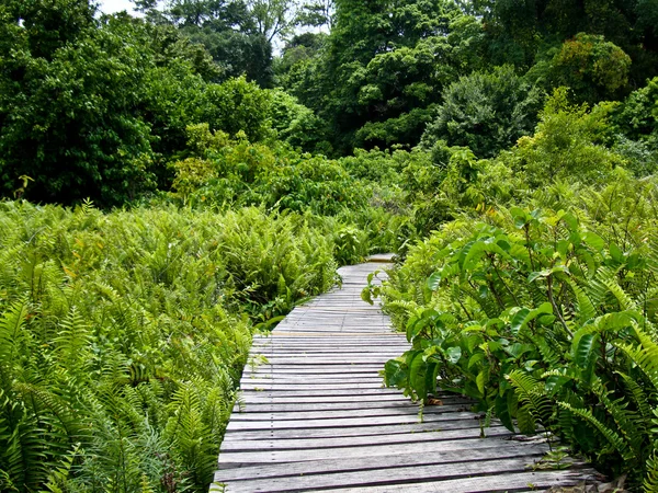 Smaragd-Pool-Pfad in den Wald. — Stockfoto