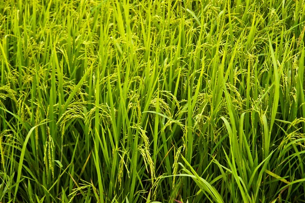 Ris fält grönt gräs landskap bakgrund — Stockfoto
