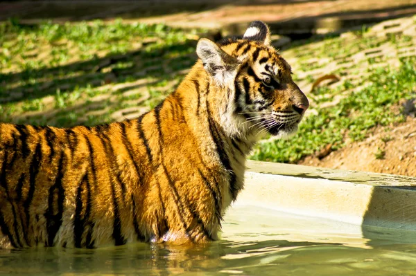 로얄 벵갈 호랑이 — 스톡 사진
