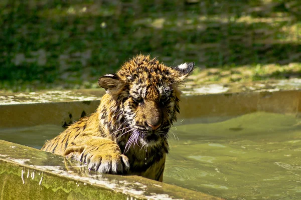 Королівський бенгальський тигр — стокове фото