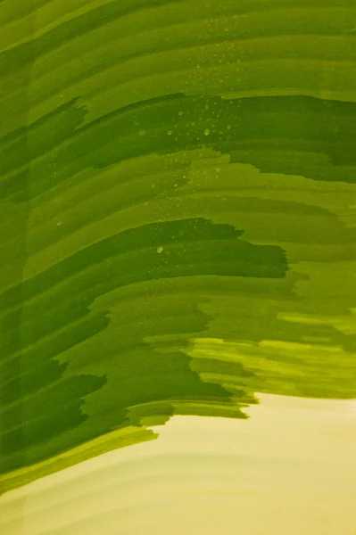 Banana leaf spot. — Zdjęcie stockowe