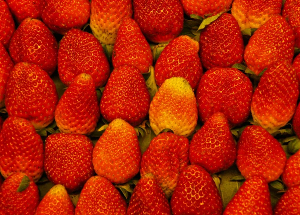 Erdbeere frisch vom Bauernhof. — Stockfoto