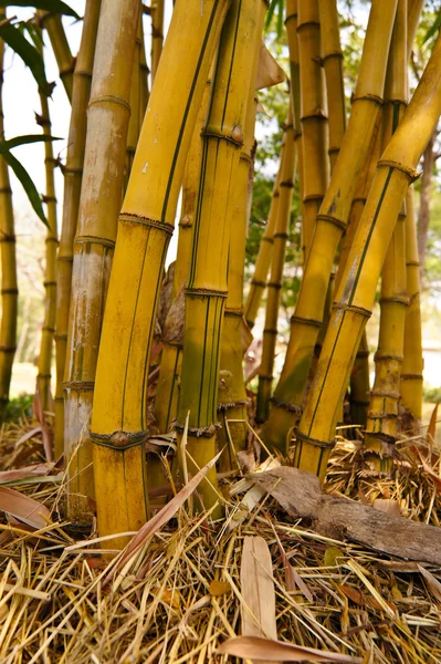 Altın bambu — Stok fotoğraf