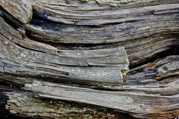 Wood texture — Stock Photo, Image