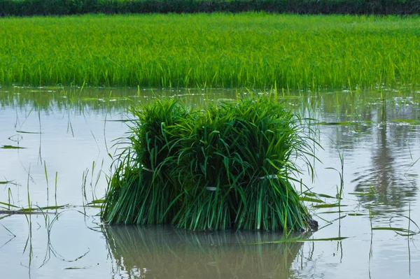 苗木米農場でのタイの南部. — ストック写真