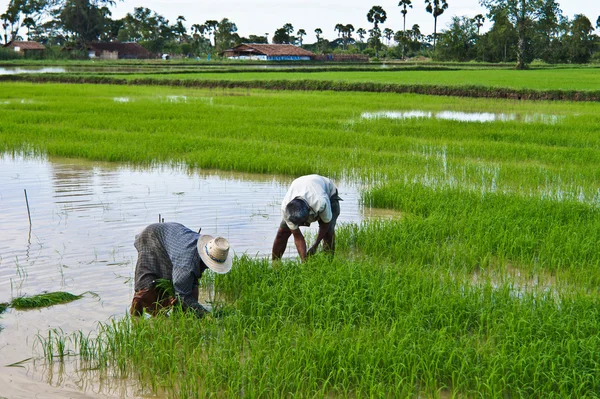 Rostliny rýže — Stock fotografie