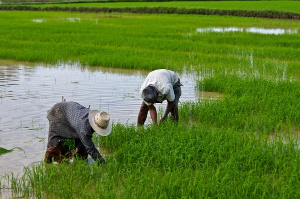 Plantas de arroz — Foto de Stock