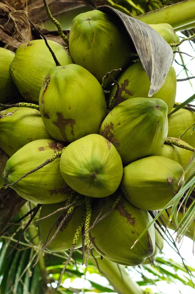 Kokosnuss am Baum — Stockfoto