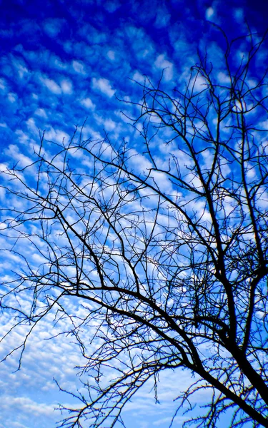 Nuvens e árvores mortas . — Fotografia de Stock