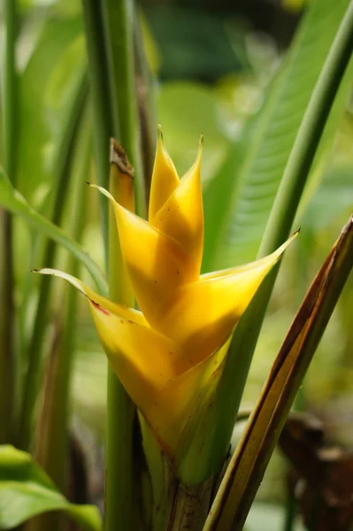 Gelbe Helikonia Blume blüht — Stockfoto