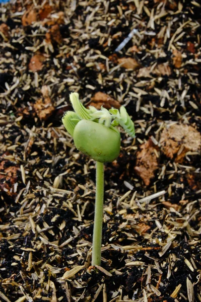 O broto de sementes de tamarindo — Fotografia de Stock