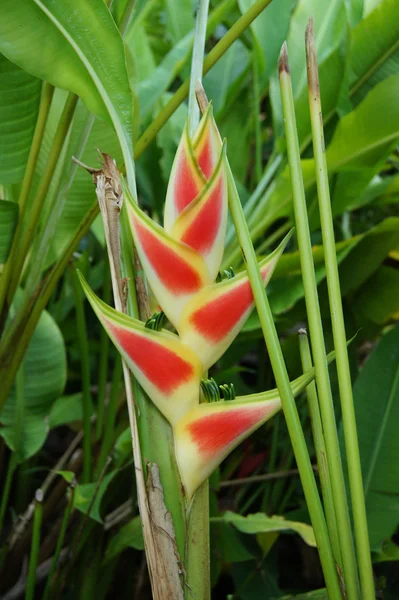 Belle fleur d'Heliconia fleurissant dans des couleurs vives — Photo