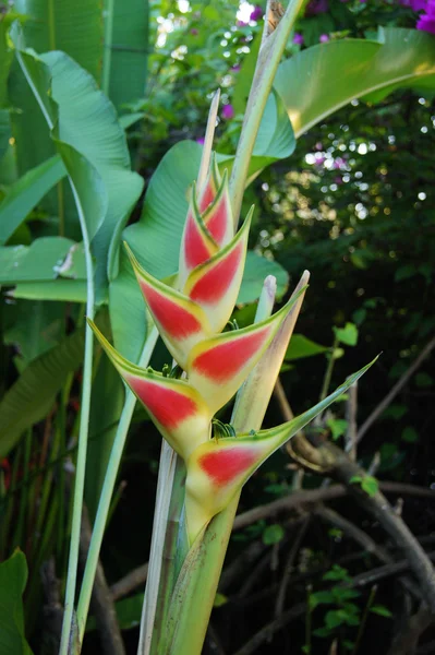 Belle fleur d'Heliconia fleurissant dans des couleurs vives — Photo