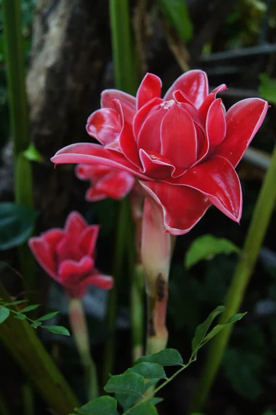 Flor vermelha de etlingera elatior — Fotografia de Stock