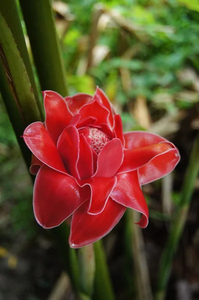 Röd blomma av etlingera palmliknande — Stockfoto