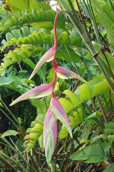 Hermosa flor de Heliconia floreciendo en colores vivos — Foto de Stock