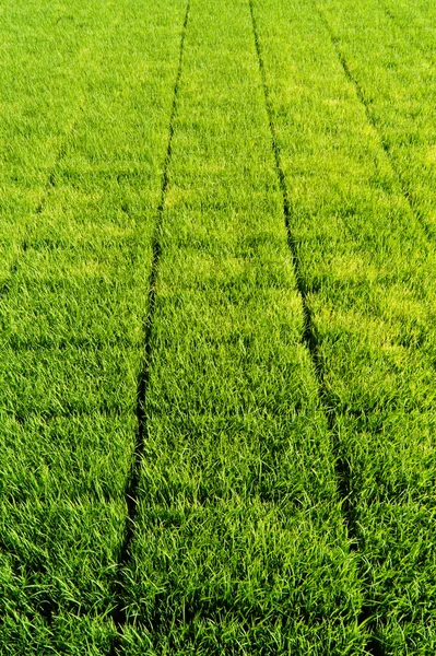 Arroz de semente . — Fotografia de Stock