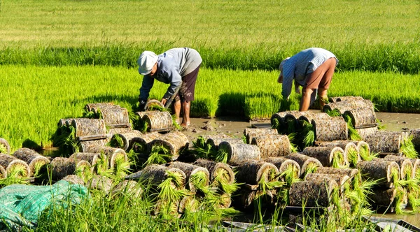 Agricultor tailandés plantando arroz Sapling . —  Fotos de Stock