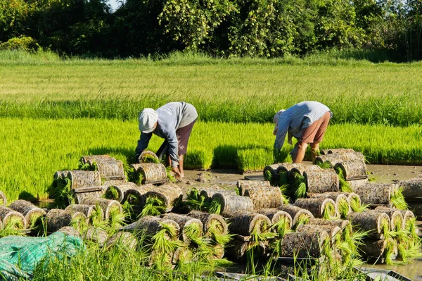 Thai farmer planting Sapling rice. — Stock Photo, Image